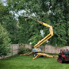 How Our Tree Care Process Works  in Redwood Falls, MN